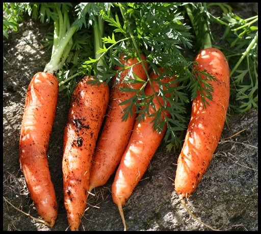 4db74060b16afe0977672e30323907fb Коли садити моркву в Підмосковї