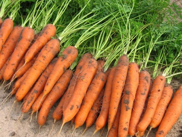 4f01901bcf357efddd1a623397cd99be Коли садити моркву в Ленінградській області