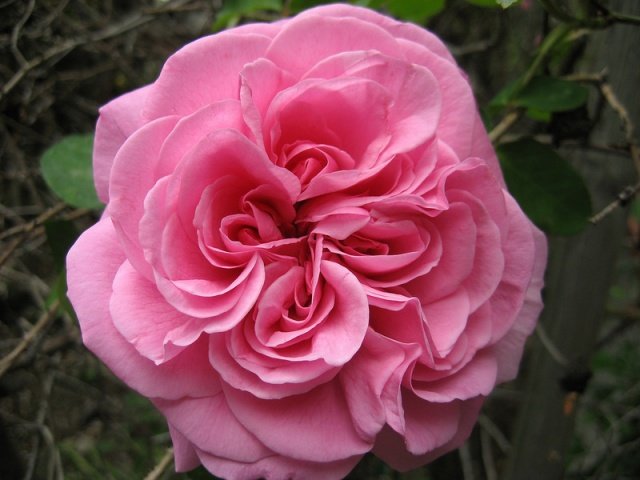 50c670adfcd2c52dfd30b8d5d0fb2b8e Піоноподібні троянди: фото, опис сортів