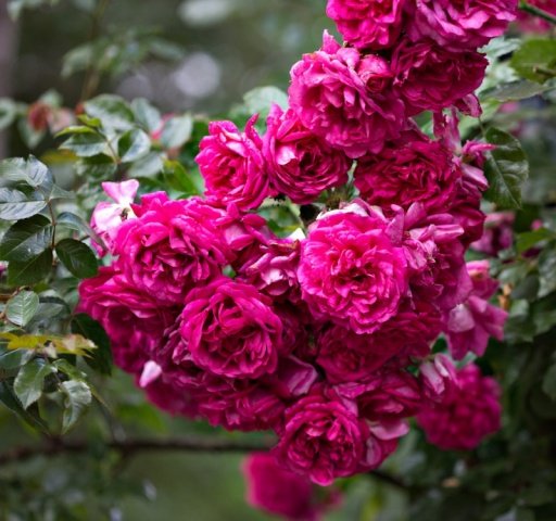 51d1797392fcf2b1f325415f3bd64684 Троянди плетисті: сорти постійного цвітіння + фото