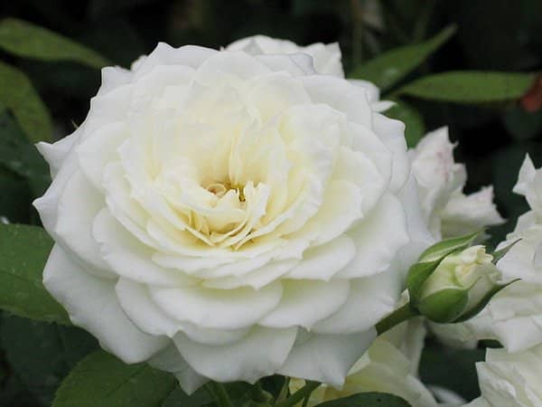 524ca675cecb381c675c8fd552b53484 Піоноподібні троянди: фото, опис сортів