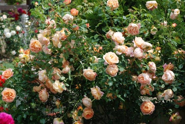 57772b2a8b59fdd2f8e3a89b52ec0b67 Кущові троянди: сорти + фото з назвами
