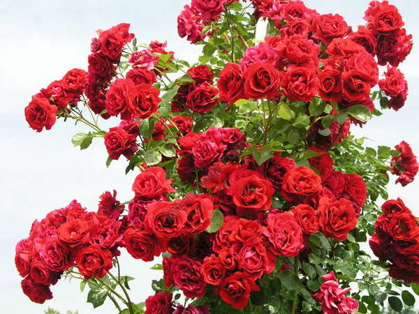 5e9cf7fc3a8f6c82d2ba6beb8c77bba7 Плетисті (кучеряве) троянди: посадка, розмноження, догляд та вирощування + фото