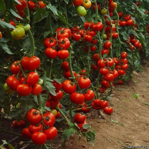 616df4840839c4b0eac5da5fa1b10f50 Обробка томатів марганцівкою