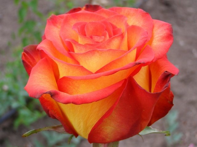 63c5ddf99f6d8efe1fbe10fc6f49d243 Мініатюрні троянди: сорти з фото