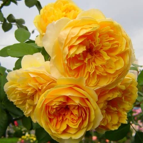 64f02ad768b818fc34f618cf6bcc92b9 Троянди Девіда Остіна: сорти і описи, відгуки + фото