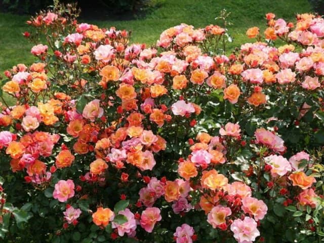65980896fcb0b9652081fb7a113ae008 Грунтопокривні троянди квітнуть все літо: відгуки, опис + фото