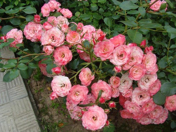 6af35e32d1b13dd3aadf566a37db6dd2 Грунтопокривні троянди: догляд та вирощування, розмноження та обрізка