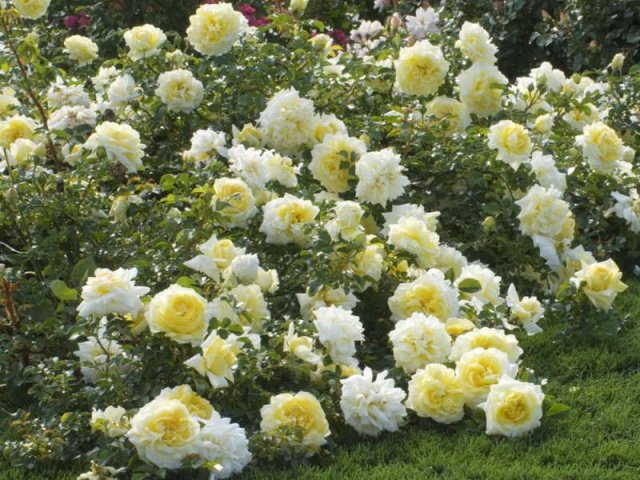 6bfedd8b336f99166596fb394f1fc112 Грунтопокривні троянди: догляд та вирощування, розмноження та обрізка