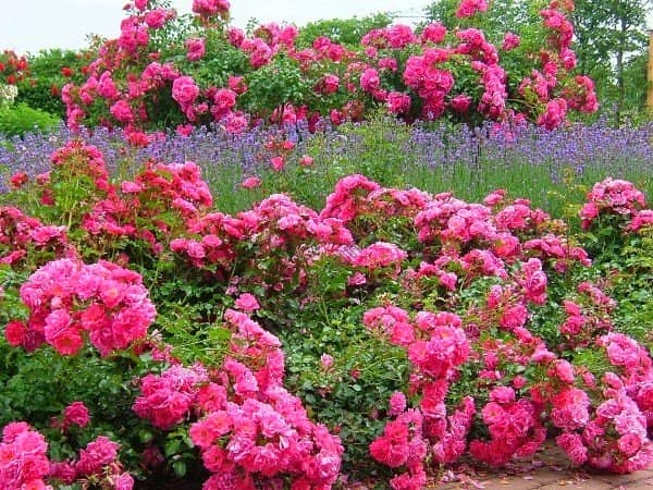 6f52e5782b5d24deedf6d8f5a83b5735 Грунтопокривні троянди квітнуть все літо: відгуки, опис + фото