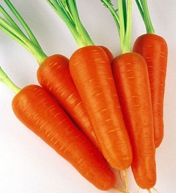 730703cf2bedbb3013c90d5d2c9a88ce Коли садити моркву в Підмосковї