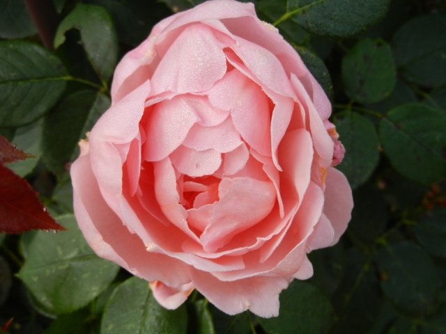 73bdb0f73dba1285bdc4f3b0c4d2f670 Троянди Девіда Остіна: сорти і описи, відгуки + фото