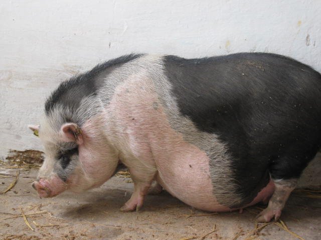 77e18cd04af05ea88f8da91d1653b58f Вєтнамські свині: розведення, догляд, харчування + фото, відгуки
