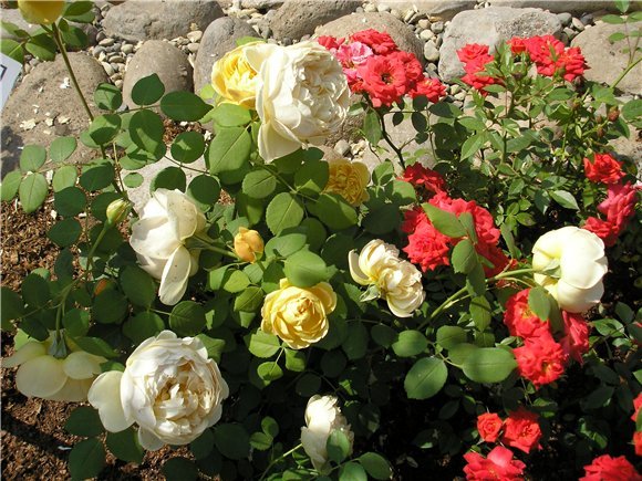 78d7d816179b9b46e12da0474e57505d Грунтопокривні троянди: догляд та вирощування, розмноження та обрізка