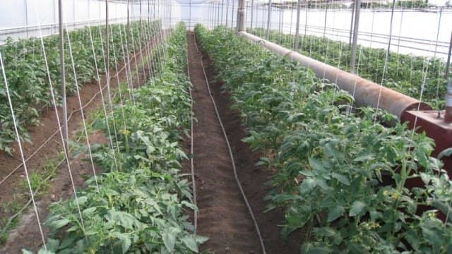 7c169ea4f2df737a1ce9e001699f71d1 Коли висаджувати помідори в теплицю в Сибіру