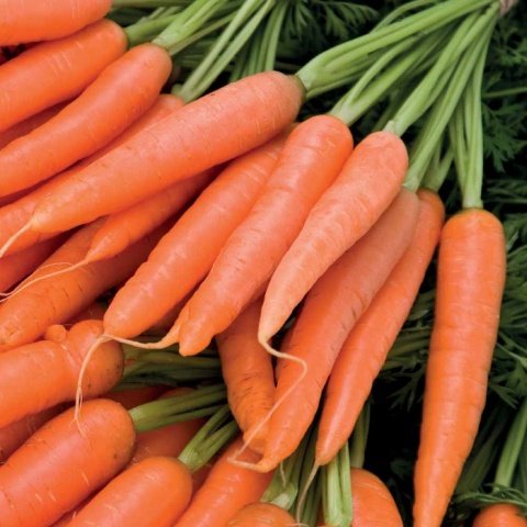 7d0597267c46b0a9863bb241b47b7db5 Як садити моркву в гранулах + відео