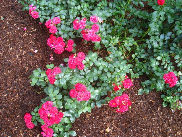 7e7e2340dacb0866b69d5afb53d94cf4 Грунтопокривні троянди квітнуть все літо: відгуки, опис + фото