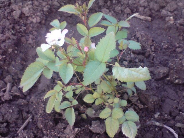 7efca6c8209f442a59a28fac215ee852 Роза багатоквіткова вечноцветущая міні Садовий Аромат: вирощування