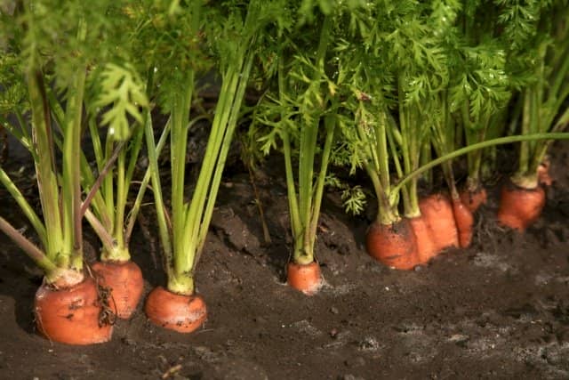 869a5011afc95d8a6fef8d1f0b608f07 Коли можна садити моркву в квітні
