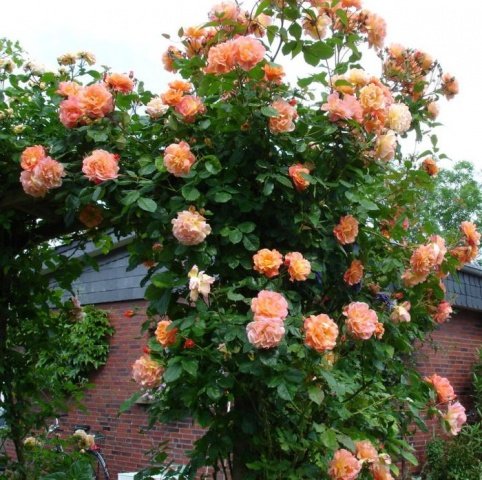 8826e6bd599d3cb5a60950fd90a53626 Троянди плетисті: сорти постійного цвітіння + фото