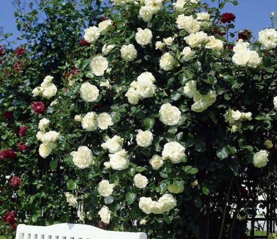 8ad03789bf62e8f467b92c5084e1acda Троянди плетисті: сорти постійного цвітіння + фото