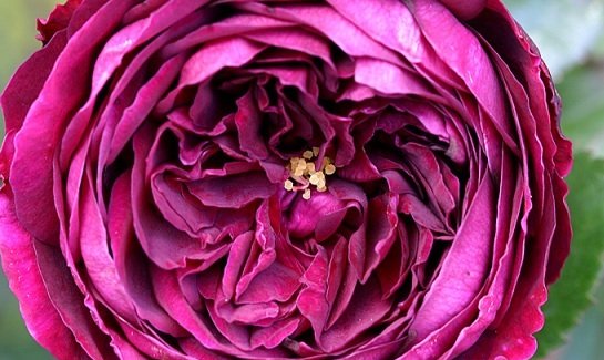 8ba9eb133fe37863ee639a32a2a3696f Троянди Девіда Остіна: сорти і описи, відгуки + фото