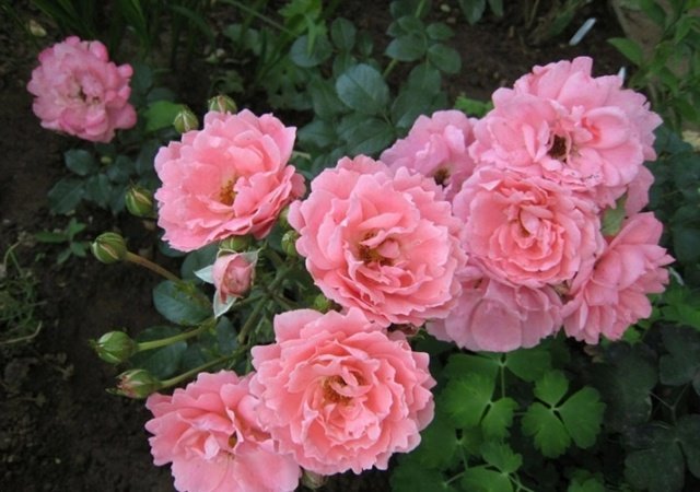 8cc4e50855b153da0dba6eda91905be9 Грунтопокривні троянди квітнуть все літо: відгуки, опис + фото
