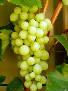 9093bee13b979c498c92a188f13a182b Основні сорти винограду, що використовуються у виноробстві