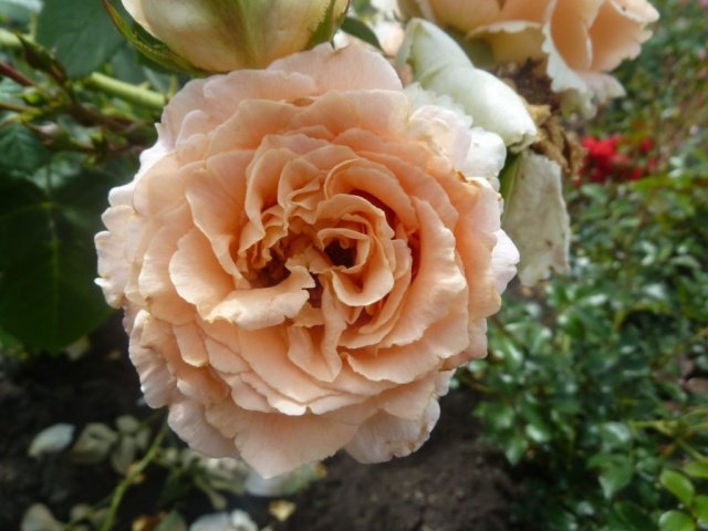 940abecd930852d1839cb01dcc5620d7 Плетисті (кучеряве) троянди: посадка, розмноження, догляд та вирощування + фото