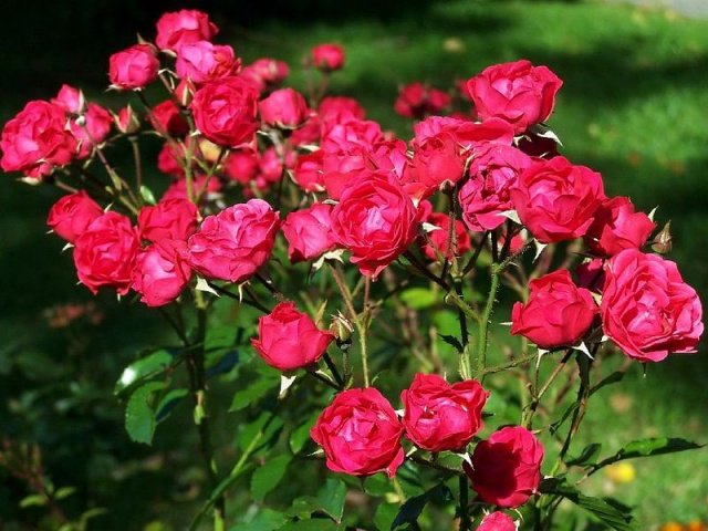 9723c9b66026c98f730b5564ad1b3bec Поліантові троянди: посадка і догляд + фото