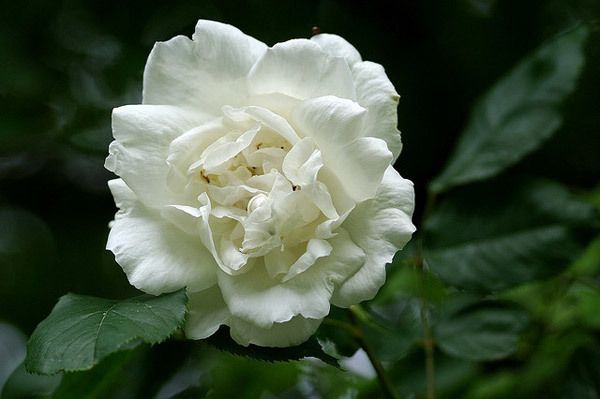 97f1274449eb3aa3987c8f69f2732d81 Біла троянда вюнка: сорту, опис + фото