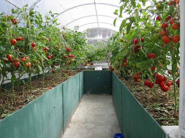 9809ce40ad5a3f1c35e954da5eceacbe Коли висаджувати помідори в теплицю в Сибіру