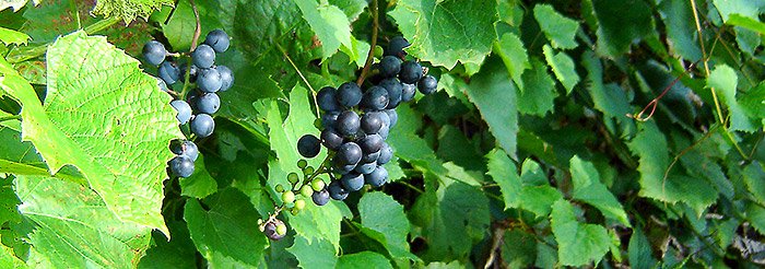 998232786e8774b7ed98fcaec0fc5e7a Отримання вина з амурського винограду