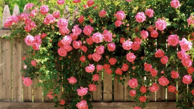 9a8843eac96f1b32da279c84d5f62e90 Троянди плетисті: фото з назвою сорту