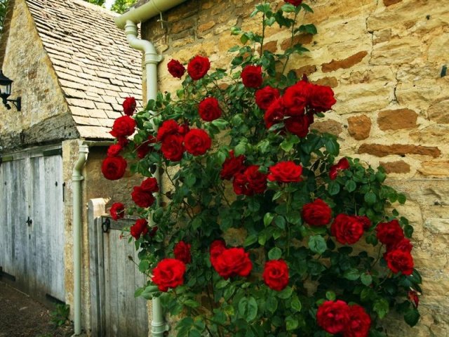 9bcc5fc41995d021a3f5070d7ad4d919 Троянди плетисті: сорти постійного цвітіння + фото