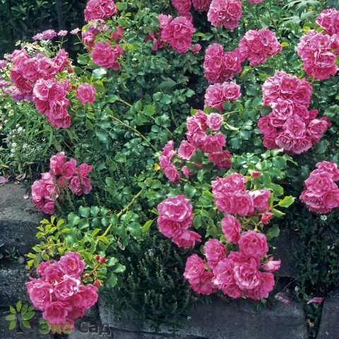 9c00cee9d05b21cf0832e77552d14ca8 Троянди плетисті: сорти постійного цвітіння + фото
