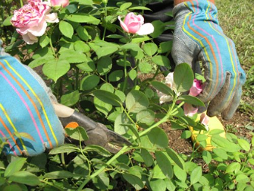 9d3a113edac5f892ea12eb6e8ee9c919 Плетисті (кучеряве) троянди: посадка, розмноження, догляд та вирощування + фото