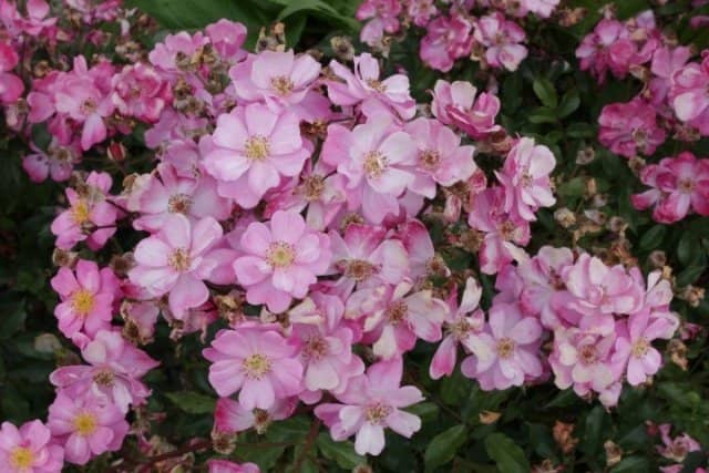 9de190489f02a76f442d0c8af97315b8 Грунтопокривні троянди квітнуть все літо: відгуки, опис + фото