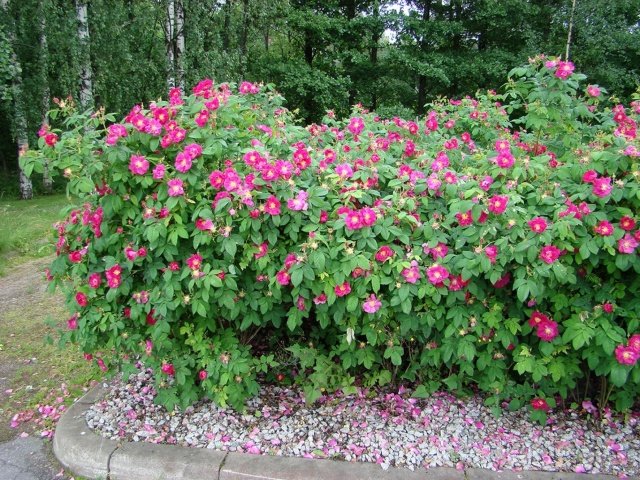 a04c2a3049a95d2edfee9b4016b26625 Грунтопокривні троянди квітнуть все літо: відгуки, опис + фото
