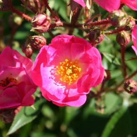 a187474cb671dd3327de139ddac42ceb Грунтопокривні троянди квітнуть все літо: відгуки, опис + фото