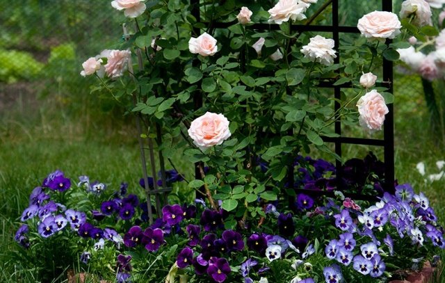 a1d507fa04d0eb6f85dfe08d6179b4cf Троянди Остіна в ландшафтному дизайні + фото