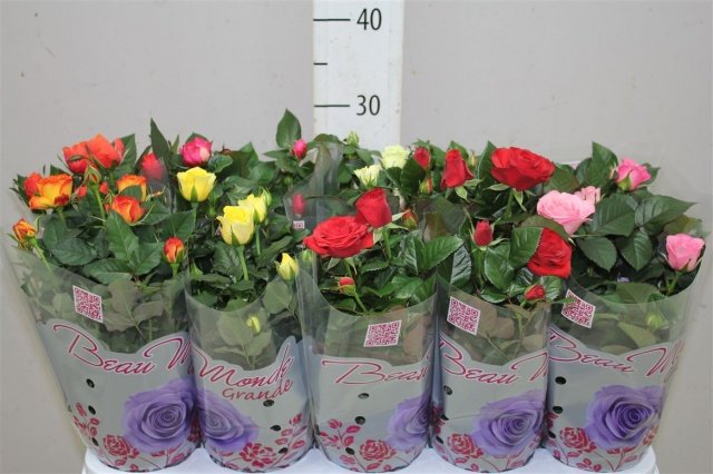 a3958bb124f262fb7dfb74f825f5c83b Мініатюрні троянди: сорти з фото
