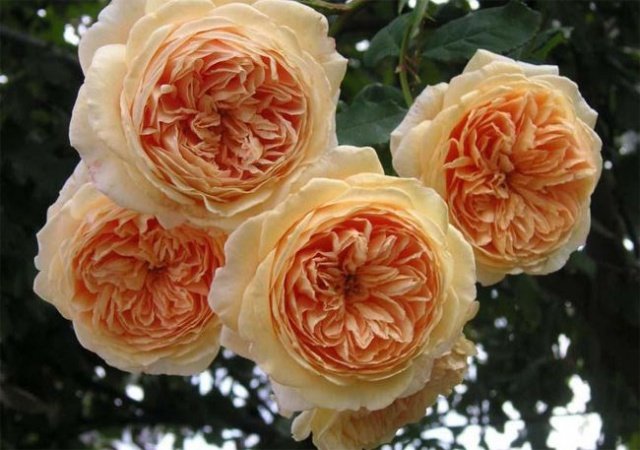 a5bd4073580513197a172adee05019b7 Троянди Девіда Остіна: сорти і описи, відгуки + фото