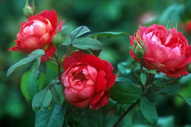 a7d6b687a5dc36ba47f651edaba55351 Кущові троянди: сорти + фото з назвами