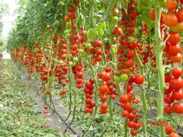 a7f18ffaf311e12f4770467ef5205105 Підживлення томатів сечовиною