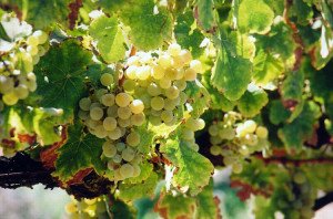 a8aa3957a6767e32a640ef6175d9e369 Основні сорти винограду, що використовуються у виноробстві
