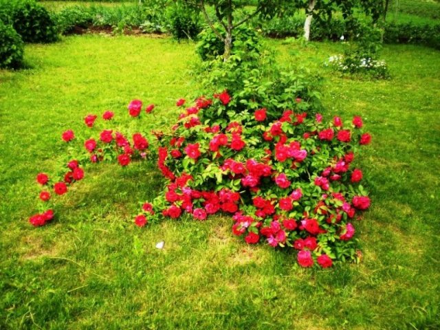 aaefdddb177844ac9d80b363cbf5161d Грунтопокривні троянди: фото, опис та назви