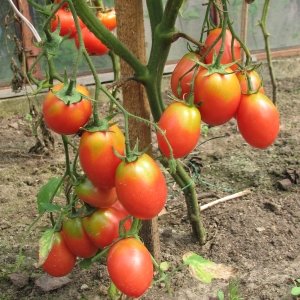ad1f5435e1f4e9bd9e59cd41599545f6 Добриво Здравень для томатів: відгуки