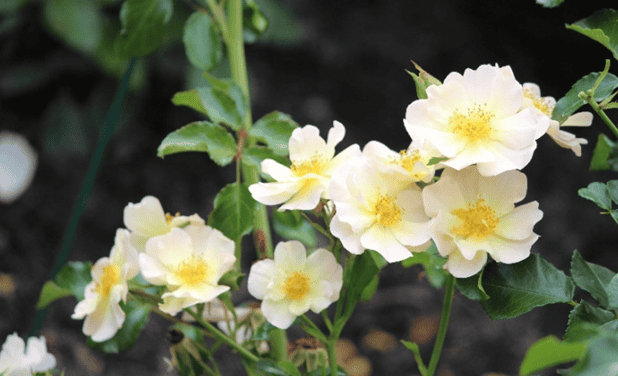 b194528d24e57ba8f48cfc8f2fd5e3e5 Грунтопокривні троянди квітнуть все літо: відгуки, опис + фото