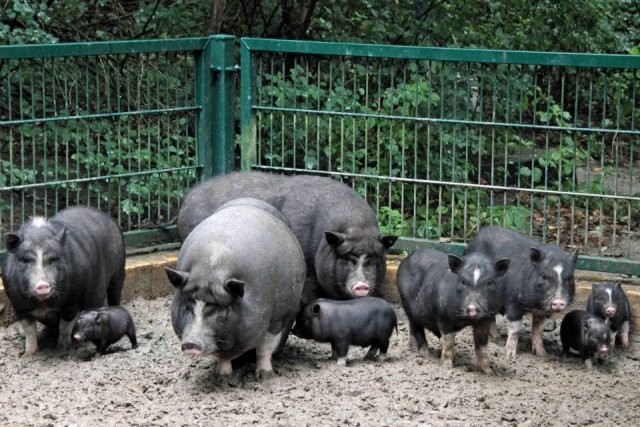 b2957161d83ca88b3a159b9a396b14b3 Вєтнамські свині: розведення, догляд, харчування + фото, відгуки